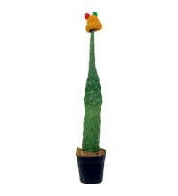 Roadkill Cactus - grow pot - Potted plant - Tumbleweed Plants - Online Plant Delivery Singapore