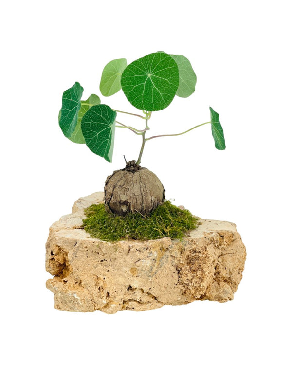 Rockgarden Stephania - Rock - Potted plant - Tumbleweed Plants - Online Plant Delivery Singapore