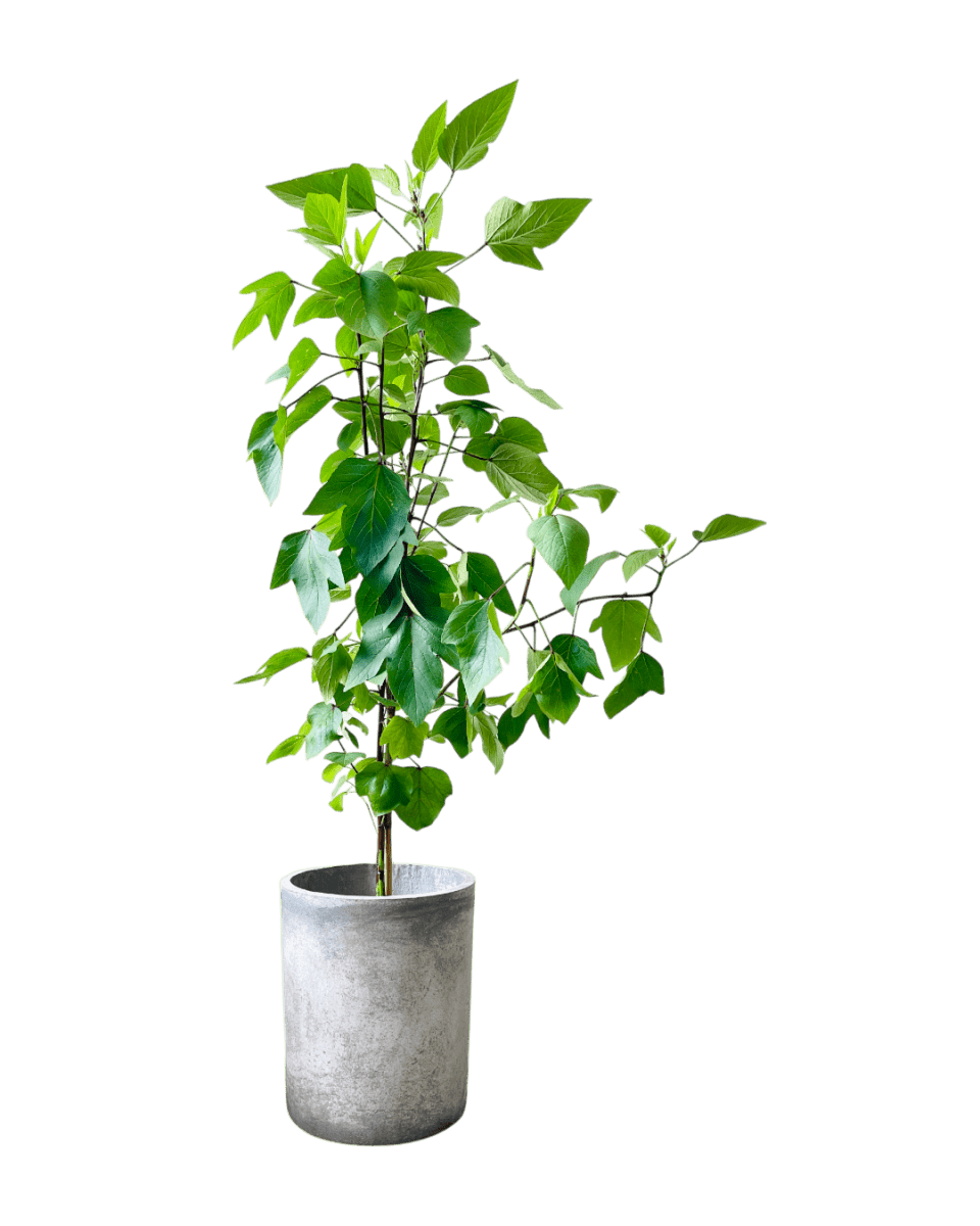 Roselle Plant (1.5m) - Potted plant - POTT - ROSE - GRW - 6495 - Tumbleweed Plants - Online Plant Delivery Singapore