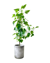 Roselle Plant (1.5m) - Potted plant - POTT - ROSE - GRW - 6495 - Tumbleweed Plants - Online Plant Delivery Singapore