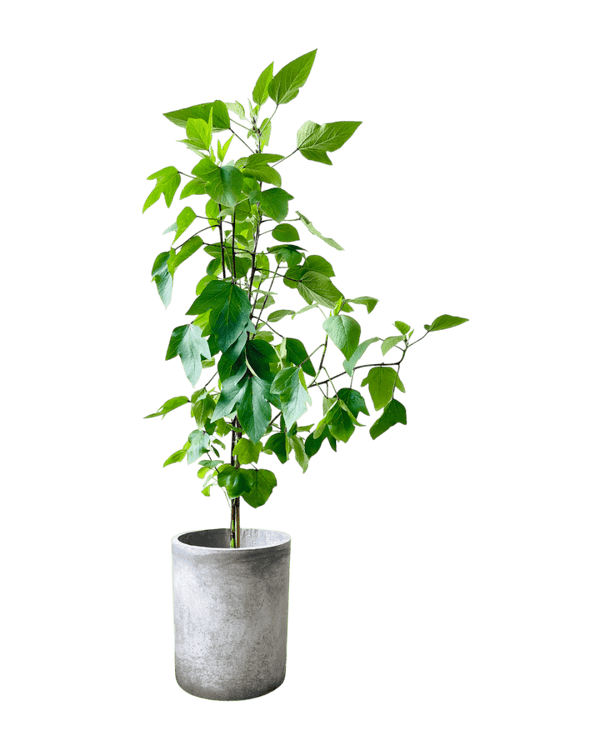 Roselle Plant (1.5m) - Potted plant - POTT - ROSE - GRW - 6495 - Tumbleweed Plants - Online Plant Delivery Singapore