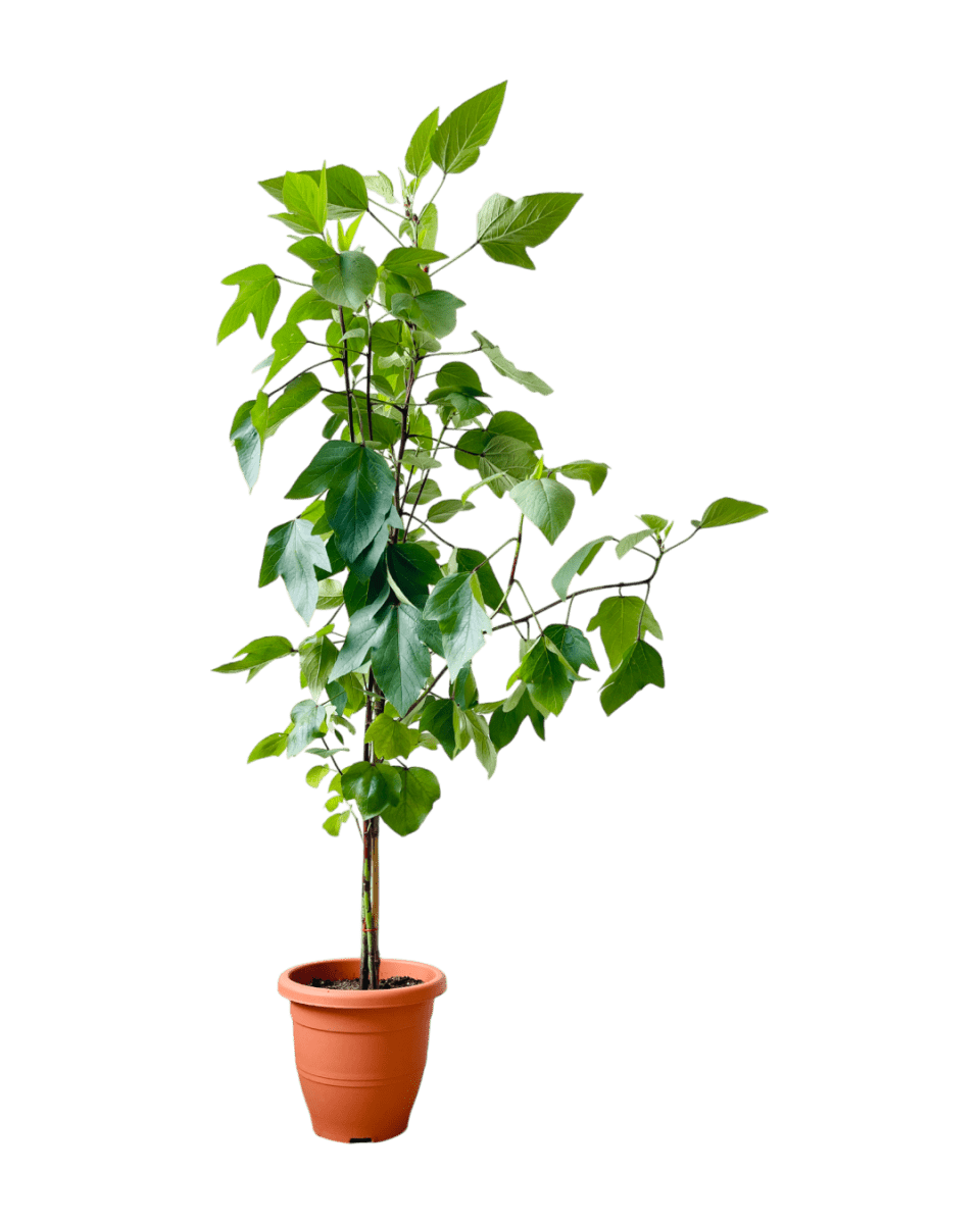 Roselle Plant (1.5m) - Potted plant - POTT - ROSE - GRW - 6495 - Tumbleweed Plants - Online Plant Delivery Singapore