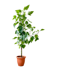 Roselle Plant (1.5m) - Potted plant - POTT - ROSE - GRW - 6495 - Tumbleweed Plants - Online Plant Delivery Singapore