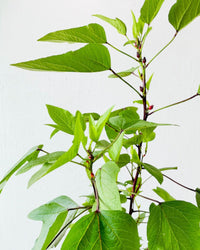 Roselle Plant (1.5m) - Potted plant - POTT - ROSE - GRW - 6495 - Tumbleweed Plants - Online Plant Delivery Singapore