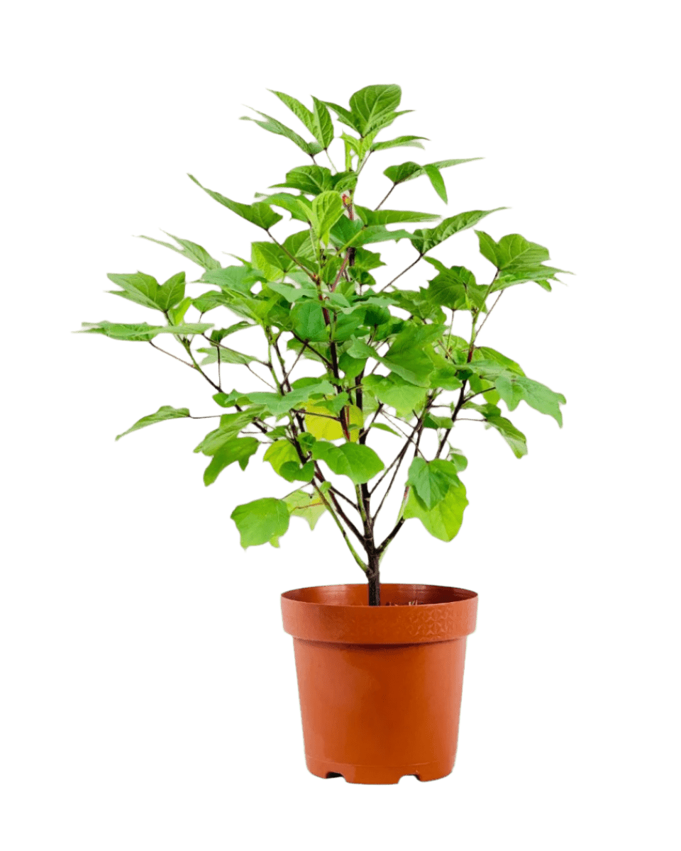 Roselle Plant - Potted plant - POTT - ROSE - WHT - 6279 - Tumbleweed Plants - Online Plant Delivery Singapore