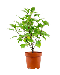 Roselle Plant - Potted plant - POTT - ROSE - WHT - 6279 - Tumbleweed Plants - Online Plant Delivery Singapore