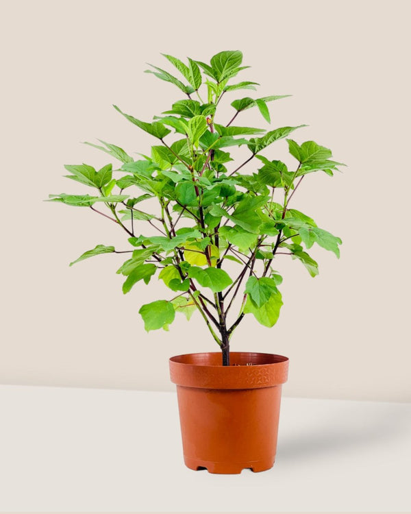 Roselle Plant - grow pot - Potted plant - Tumbleweed Plants - Online Plant Delivery Singapore