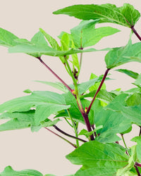 Roselle Plant - grow pot - Potted plant - Tumbleweed Plants - Online Plant Delivery Singapore