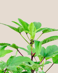 Roselle Plant - grow pot - Potted plant - Tumbleweed Plants - Online Plant Delivery Singapore