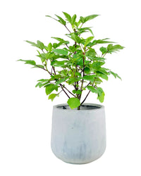 Roselle Plant - grow pot - Potted plant - Tumbleweed Plants - Online Plant Delivery Singapore