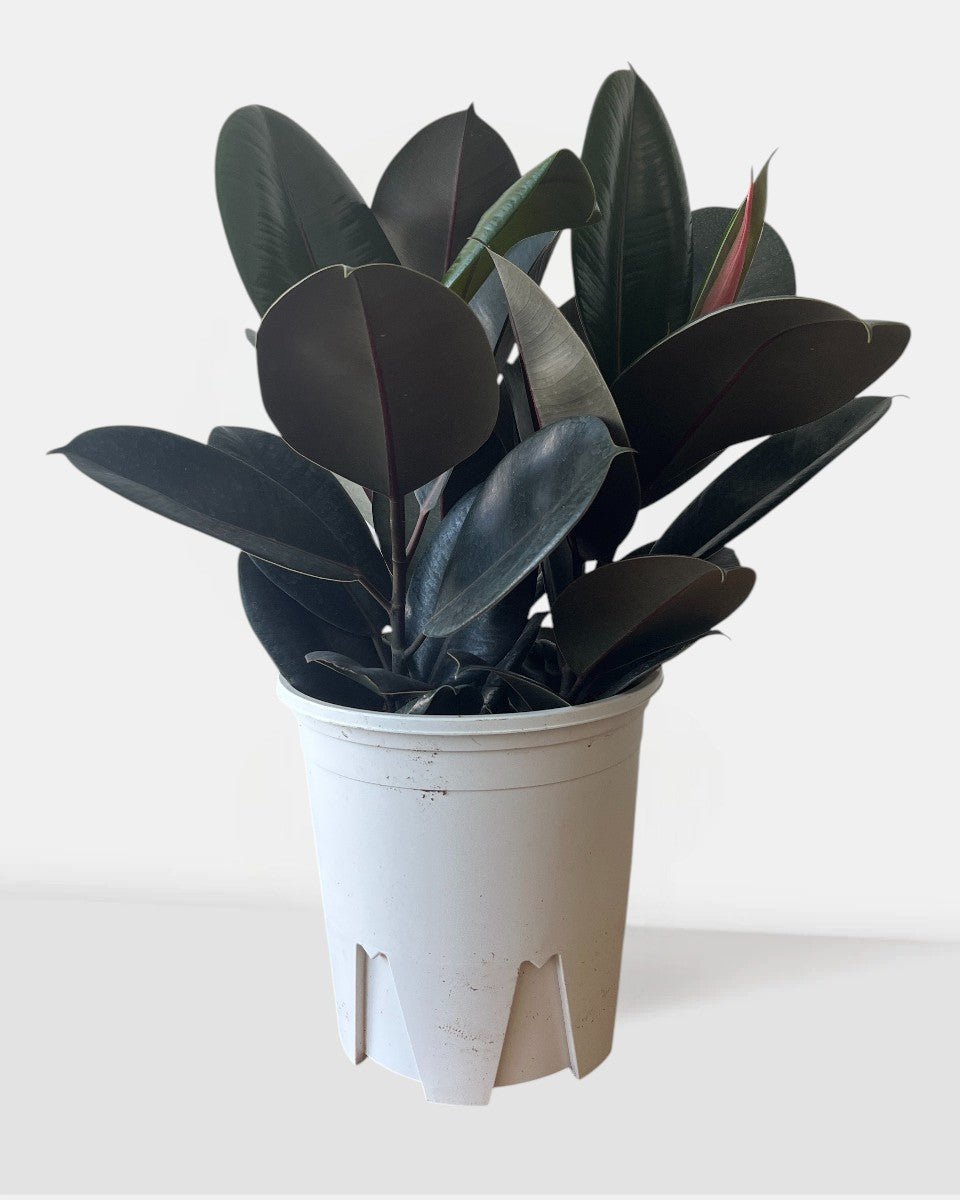 Rubber Plant Burgundy - Potted plant - POTT - RUBB - GRW - 7454 - Tumbleweed Plants - Online Plant Delivery Singapore