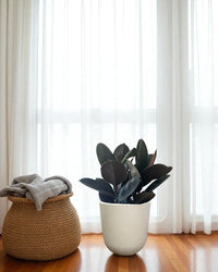 Rubber Plant Burgundy - Potted plant - POTT - RUBB - GRW - 7454 - Tumbleweed Plants - Online Plant Delivery Singapore