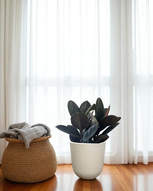 Rubber Plant Burgundy - Potted plant - POTT - RUBB - GRW - 7454 - Tumbleweed Plants - Online Plant Delivery Singapore