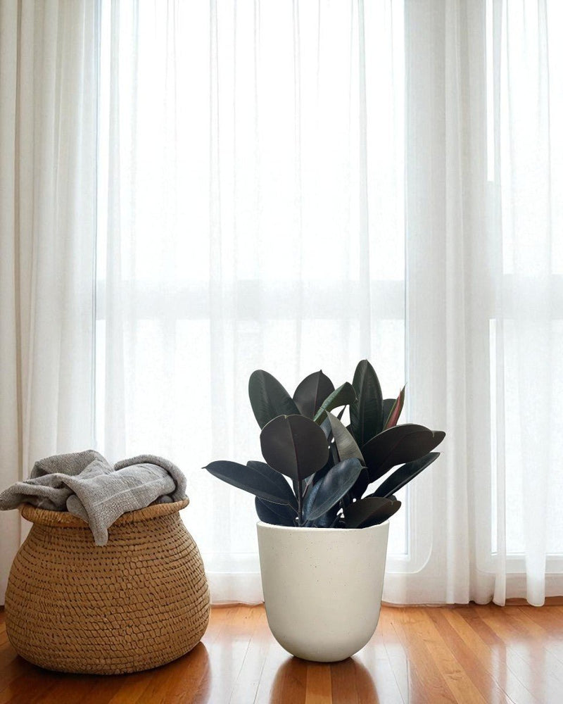 Rubber Plant Burgundy - Potted plant - POTT - RUBB - GRW - 7454 - Tumbleweed Plants - Online Plant Delivery Singapore
