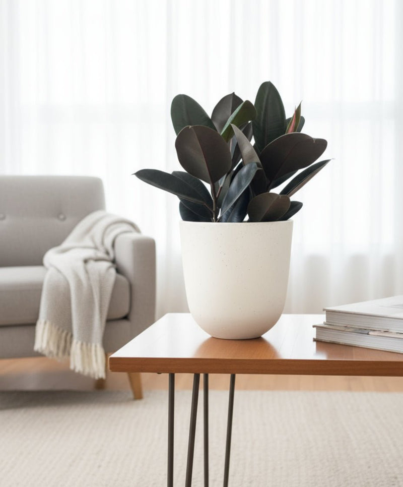 Rubber Plant Burgundy - Potted plant - POTT - RUBB - GRW - 7454 - Tumbleweed Plants - Online Plant Delivery Singapore