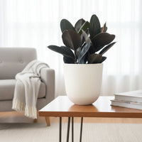Rubber Plant Burgundy