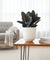 Rubber Plant Burgundy