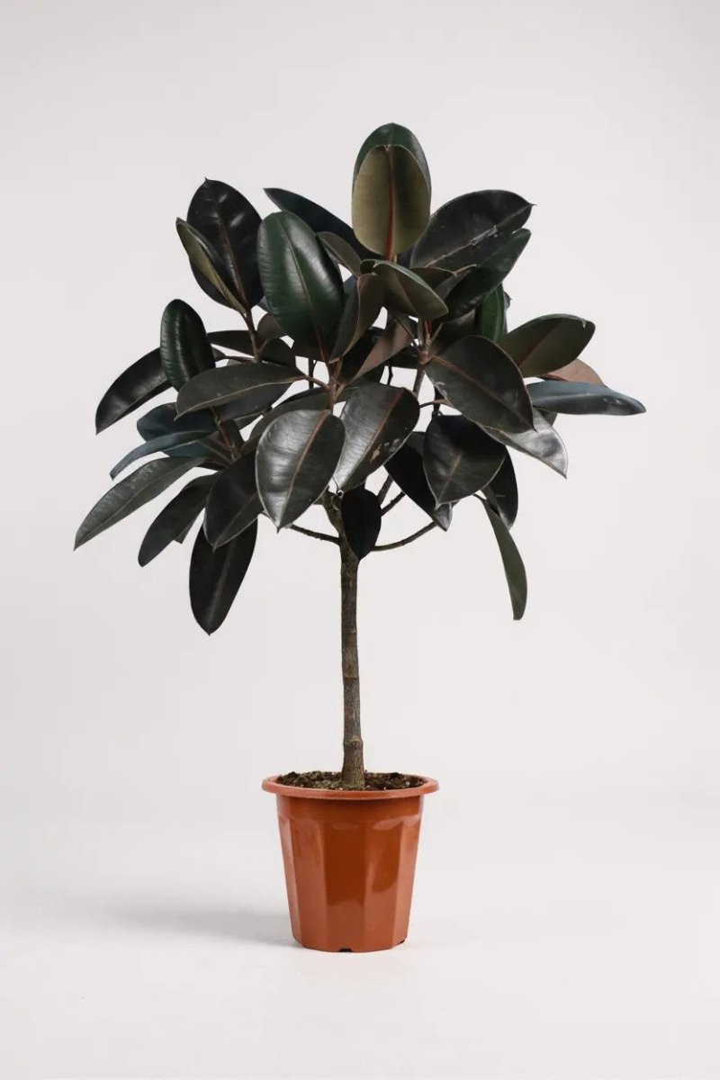 Ficus Elastica - Rubber Tree - Potted plant - POTT - RUBB - GRW - 1915 - Tumbleweed Plants - Online Plant Delivery Singapore