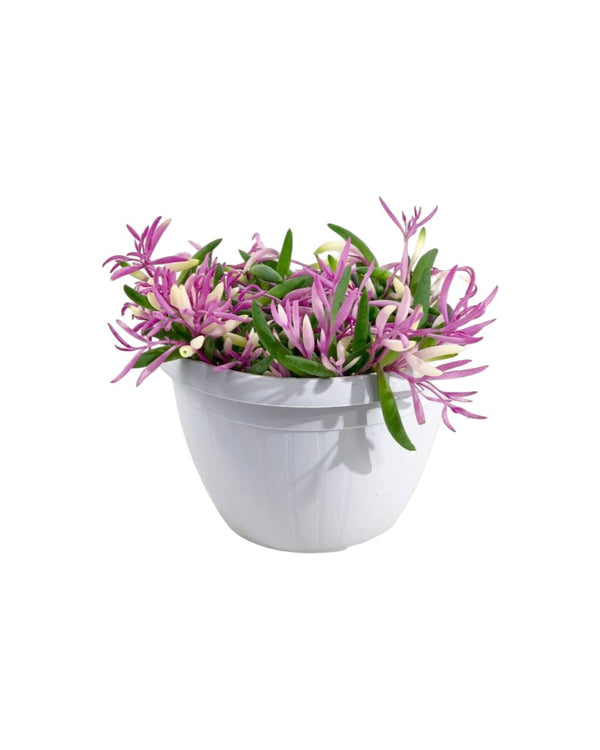 Ruby Necklace - grow pot - Potted plant - Tumbleweed Plants - Online Plant Delivery Singapore