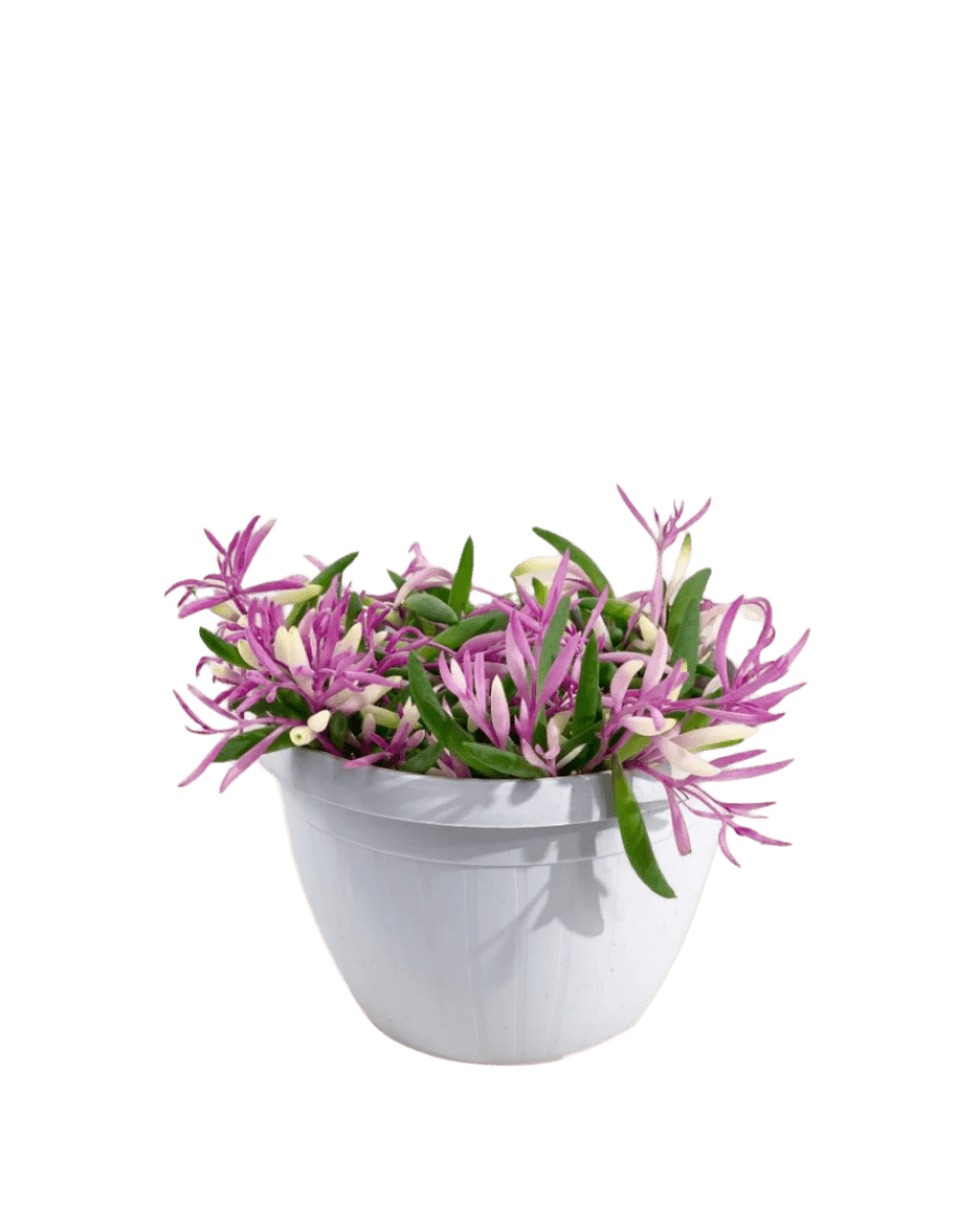 Ruby Necklace - Potted plant - POTT - RUBY - GRW - 5237 - Tumbleweed Plants - Online Plant Delivery Singapore