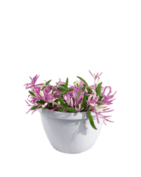 Ruby Necklace - Potted plant - POTT - RUBY - GRW - 5237 - Tumbleweed Plants - Online Plant Delivery Singapore