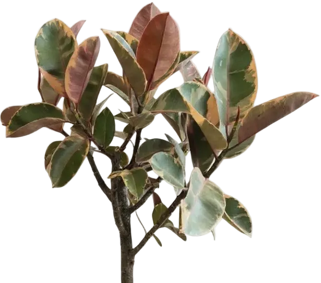Ficus Elastica Ruby - Rubber Tree Variegated