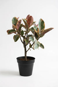 Ficus Elastica Ruby - Rubber Tree Variegated - Potted plant -  Tumbleweed Plants