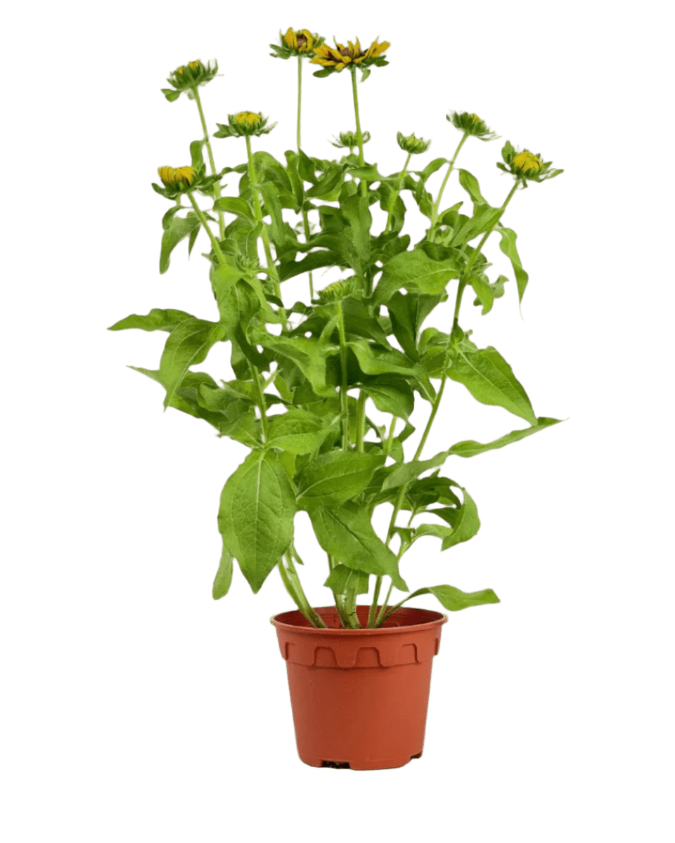 Rudbeckia Hirta Plant - Potted plant - POTT - RUDB - GRW - 5483 - Tumbleweed Plants - Online Plant Delivery Singapore