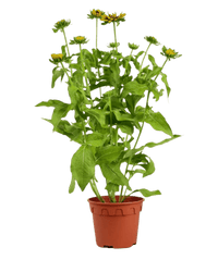 Rudbeckia Hirta Plant - Potted plant - POTT - RUDB - GRW - 5483 - Tumbleweed Plants - Online Plant Delivery Singapore