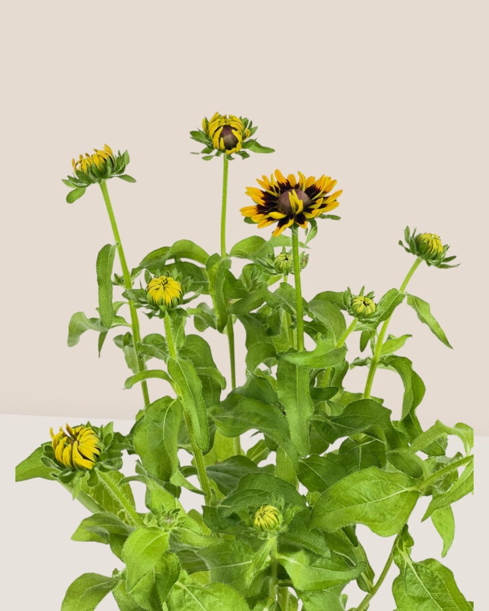 Rudbeckia Hirta Plant - grow pot - Potted plant - Tumbleweed Plants - Online Plant Delivery Singapore