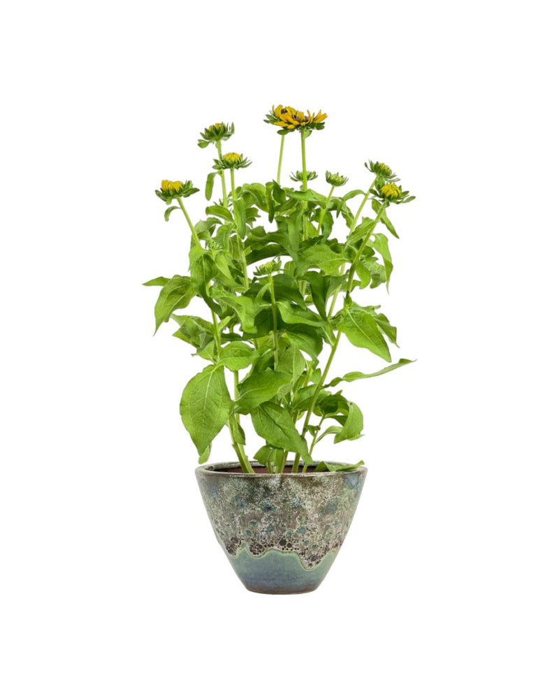 Rudbeckia Hirta Plant - jade sea cone planter - Potted plant - Tumbleweed Plants - Online Plant Delivery Singapore