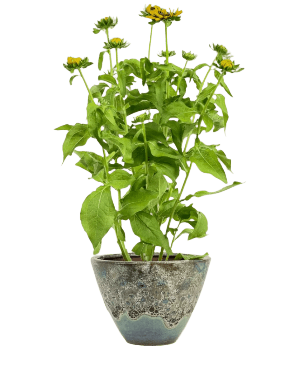 Rudbeckia Hirta Plant - Potted plant - POTT - RUDB - JDS - 5484 - Tumbleweed Plants - Online Plant Delivery Singapore