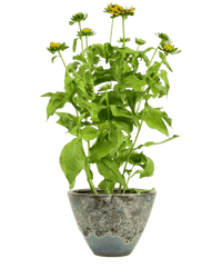 Rudbeckia Hirta Plant - Potted plant - POTT - RUDB - JDS - 5484 - Tumbleweed Plants - Online Plant Delivery Singapore