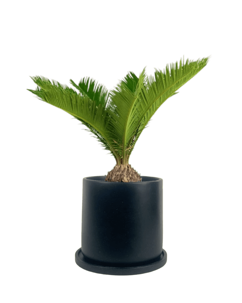 Sago Palm (0.4m) paired with brindle pot - large/black