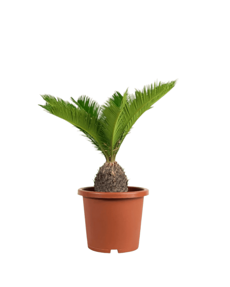 Sago Palm (0.4m) in a grow pot