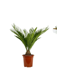 Sago Palm (0.6m) - Potted plant - JUST - SAGO - GRW - 3777 - Tumbleweed Plants - Online Plant Delivery Singapore