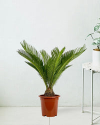 Sago Palm (0.6m) - roman planter - almond - Potted plant - Tumbleweed Plants - Online Plant Delivery Singapore