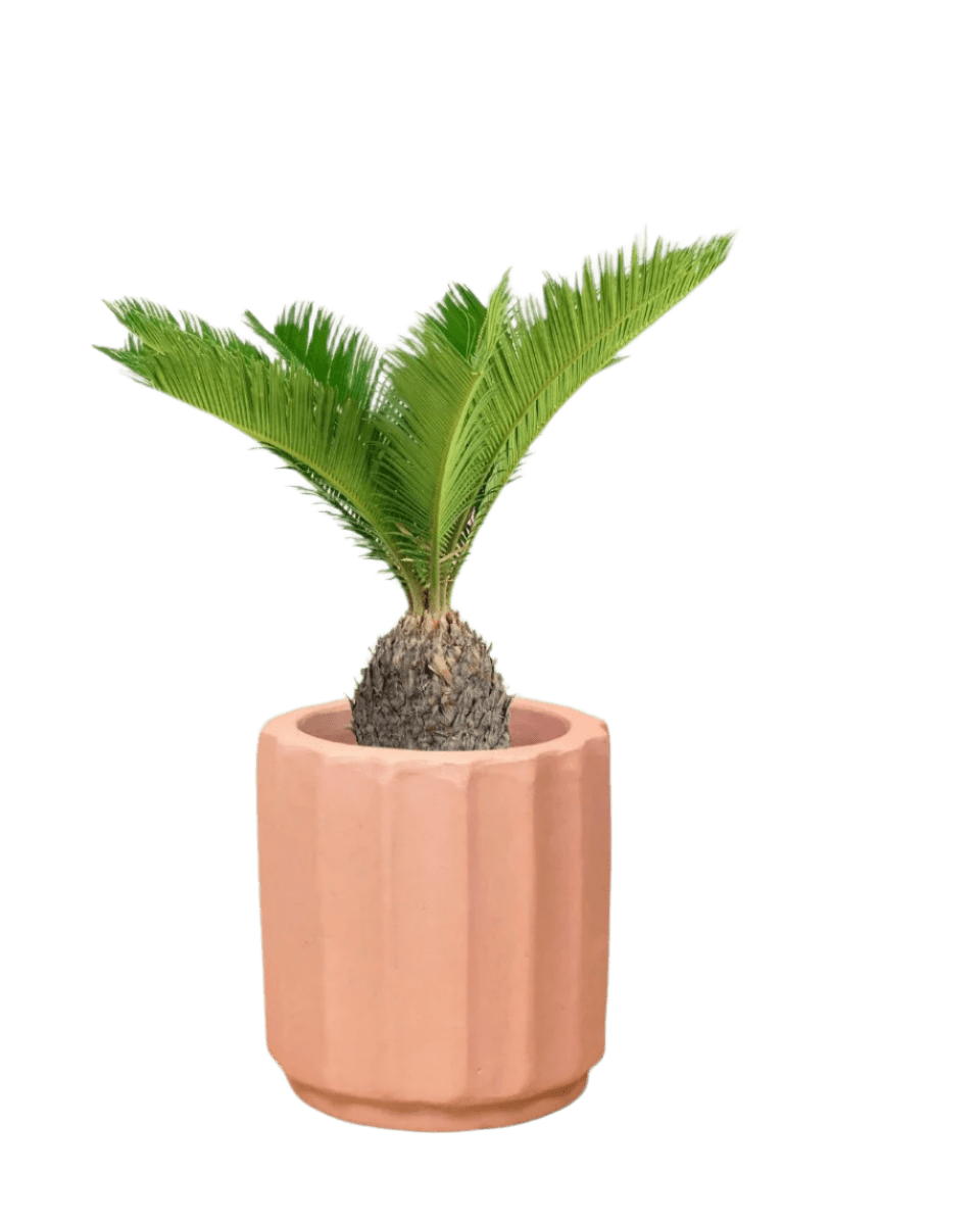 Sago Palm (0.6m) - Potted plant - JUST - SAGO - RMN - 3776 - Tumbleweed Plants - Online Plant Delivery Singapore