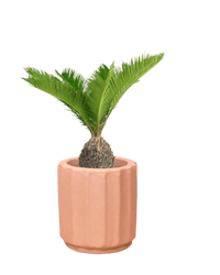 Sago Palm (0.6m) - Potted plant - JUST - SAGO - RMN - 3776 - Tumbleweed Plants - Online Plant Delivery Singapore