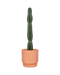 San Pedro Cactus paired with dotted rim terracotta pot