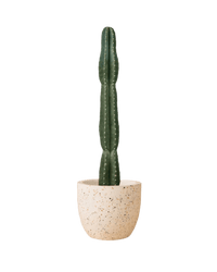 San Pedro Cactus paired with egg pots - large/white