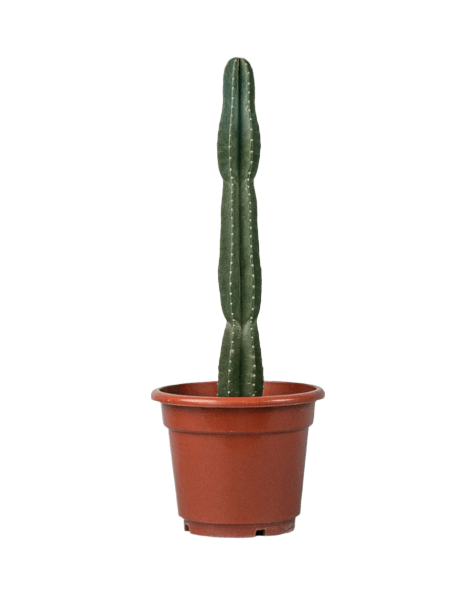 San Pedro Cactus in a grow pot