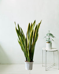 Sanseviera Trifasciata Laurentii (1.0m) - grow pot - Potted plant - Tumbleweed Plants - Online Plant Delivery Singapore