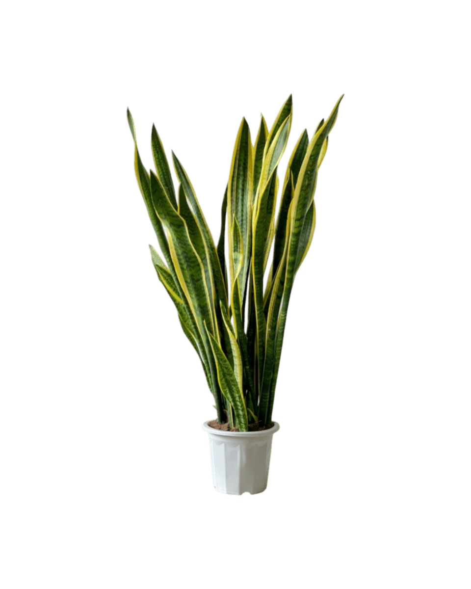 Sanseviera Trifasciata Laurentii (1.0m) - Potted plant - POTT - SANS - GRW - 5325 - Tumbleweed Plants - Online Plant Delivery Singapore