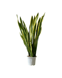 Sanseviera Trifasciata Laurentii (1.0m) - Potted plant - POTT - SANS - GRW - 5325 - Tumbleweed Plants - Online Plant Delivery Singapore