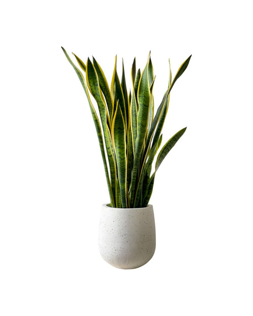 Sanseviera Trifasciata Laurentii (1.0m) - grow pot - Potted plant - Tumbleweed Plants - Online Plant Delivery Singapore