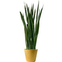 Sansevieria Black Gold