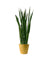 Sansevieria Black Gold