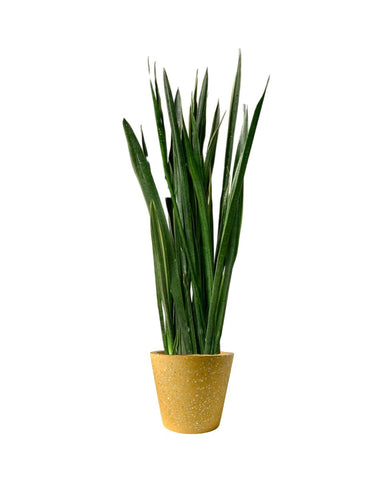 Sansevieria Black Gold