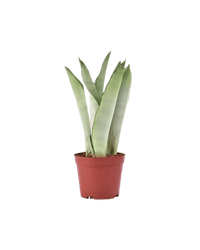 Sansevieria Moonshine in a grow pot